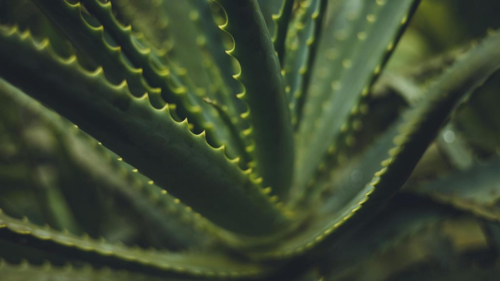 मुंहासों से छुटकारा पाने के लिए चेहरे पर लगाएं ये 5 जड़ी-बूटियां, होती हैं बेहद असरदार