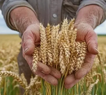 किसानों के खाते में 1.31 करोड़ रुपए, हिमाचल सरकार ने भेजा पैसा