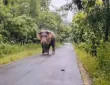 सुंदरगढ़ में हाथियों की आवाजाही से दहशत