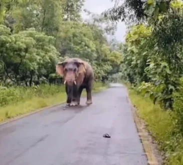 सुंदरगढ़ में हाथियों की आवाजाही से दहशत