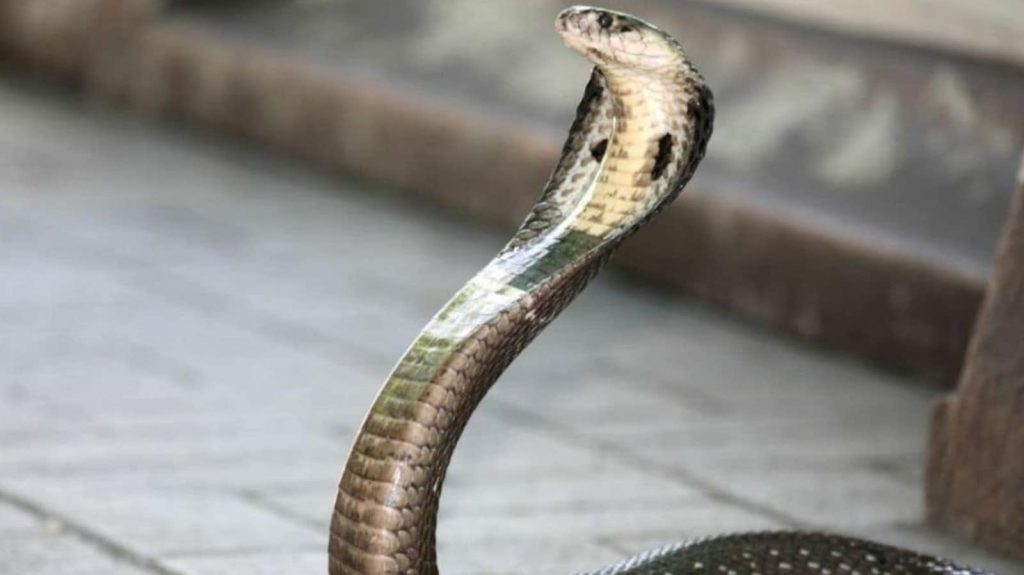 કોબ્રા આગળ મચ્છર ચોખ્ખીમાં પ્રવેશ્યો જ્યાં ઘરનો માલિક સૂઈ રહ્યો હતો અને આશ્ચર્યજનક હતો … कोबरा आगे उस मच्छरदानी में घुस गया जहां घर का मालिक सो रहा था और आश्चर्यजनक...