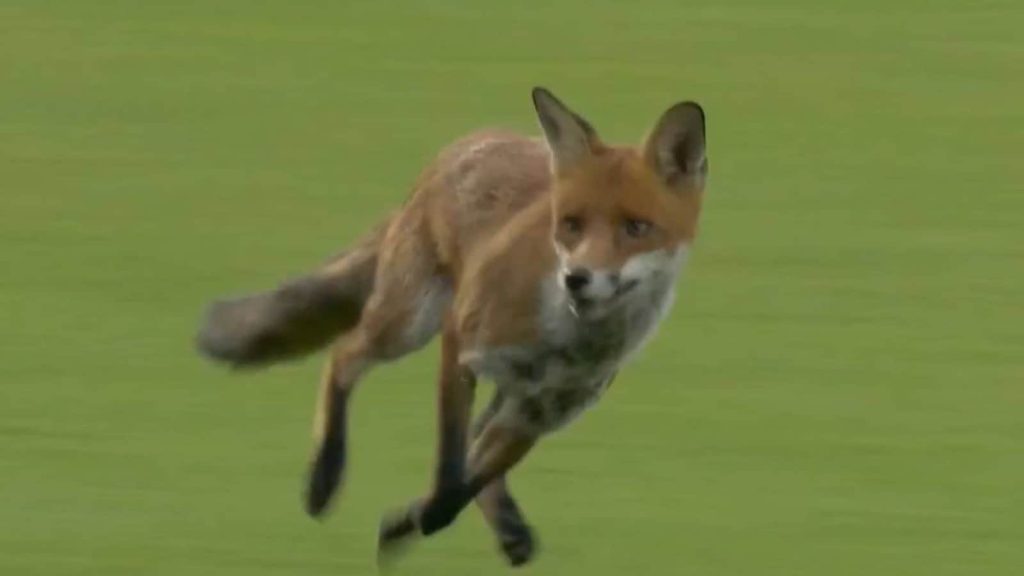 The Hundred 2025 के पहले मैच के दौरान एक लोमड़ी की एंट्री मैदान पर हुई। खेल काफी देर...