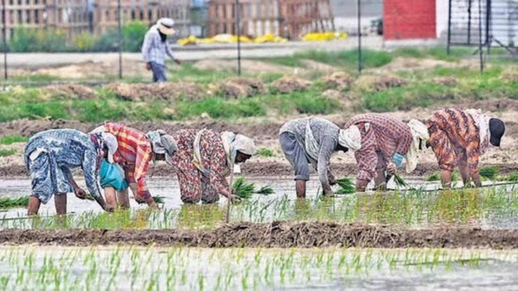 बासमती की लोकप्रिय किस्में 1121 और 1509 पहले ही सस्ती हो चुकी हैं। 2022-23 में 4,500...