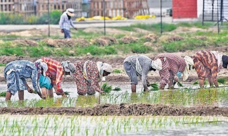 बासमती की लोकप्रिय किस्में 1121 और 1509 पहले ही सस्ती हो चुकी हैं। 2022-23 में 4,500...
