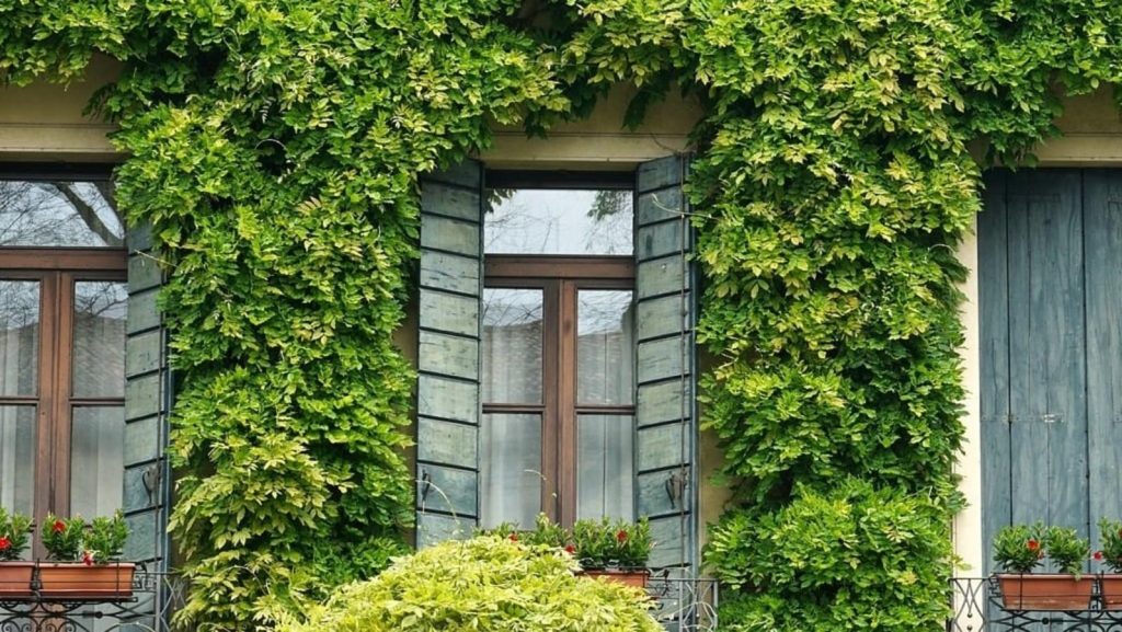 Vastu shastra ke anusar: वास्तु के अनुसार घर के लिए कुछ  पौधे अनलकी होते हैं,इन्हें घर में...