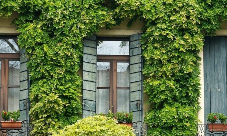 Vastu shastra ke anusar: वास्तु के अनुसार घर के लिए कुछ पौधे अनलकी होते हैं,इन्हें घर में...