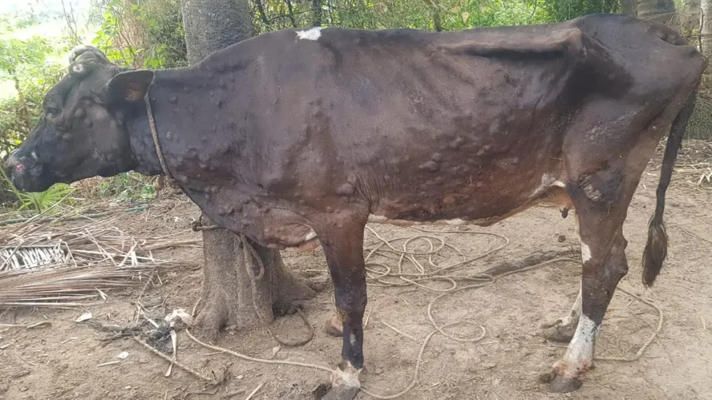 તાપી જિ.માં લમ્પી વાયરસ ફરી દેખાયો, ૨૦ ગામોમાં ૨૭ પોઝિટિવ કેસ નોંધાયા