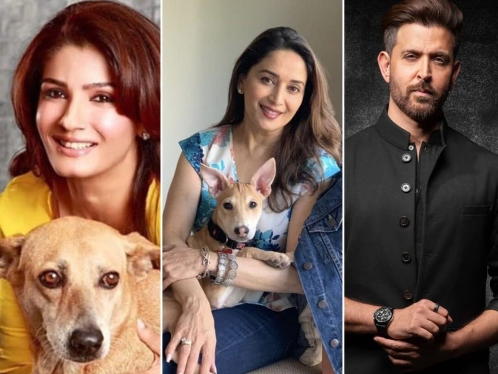 ऋतिक रोशन से माधुरी दीक्षित तक, इन स्टार्स ने जब आवारा कुत्तों को लिया गोद; बनाया परिवार का...