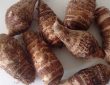 Arbi Fry