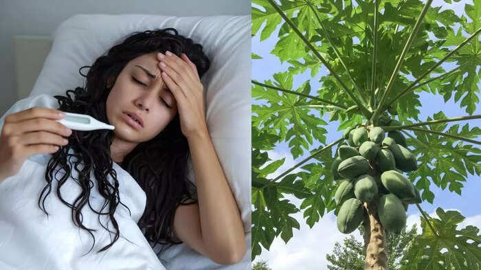 ડેન્ગ્યુ તાવ, દેશી દવા, રોગપ્રતિકારક શક્તિ માટે પ્લેટલેટમાં ચમચી પીવો … best home remedy to recover fast from dengue fever papaya leaves benefits