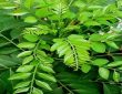 curry leaves