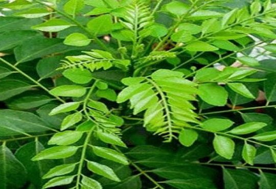 curry leaves