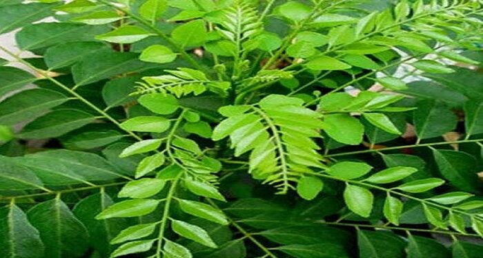 curry leaves