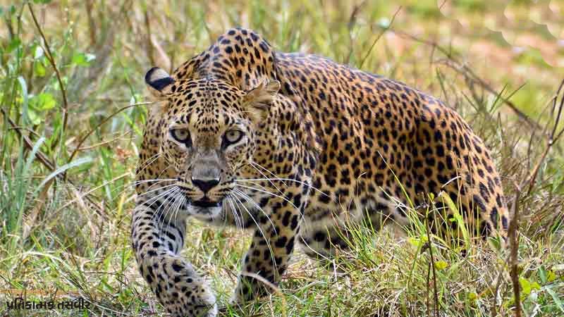 ઝૂંપડામાં સુતેલા બાળકને દીપડો ઉઠાવી ગયો, ૨ વર્ષના માસુમનો મૃતદેહ મળ્યો ઝૂંપડામાં સુતેલા બાળકને દીપડો ઉઠાવી ગયો, ૨ વર્ષના માસુમનો મૃતદેહ મળ્યો