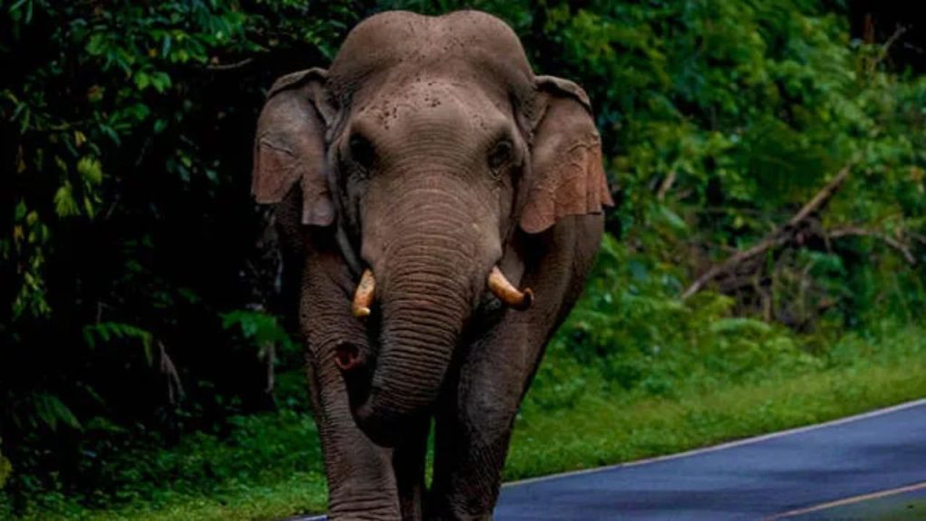 Elephant Kill man in Ramgarh Jharkhand: झारखंड के रामगढ़ में हाथी ने पैर से कुचलकर एक व्यक्ति की जान...