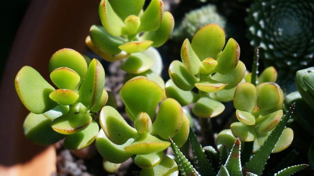 Feng Shui tips for home: घर का माहौल पॉजिटिव और शांतिदायक होना बहुत जरूरी है। वहीं, कुछ...