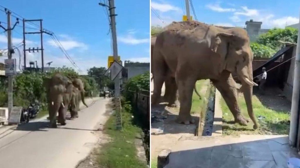 જંગલી હાથીઓનો ટોળું હરિદ્વારમાં ગીચ વસ્તીવાળા વિસ્તારમાં પ્રવેશ્યો … हरिद्वार में जंगली हाथियों का एक झुंड घनी आबादी वाले इलाके में घुस गया।...