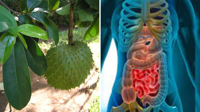 કેન્સરની સારવાર: કેન્સર કેન્સરનો ઉપાય છે! કોષો પર હુમલો, દક્ષિણમાં … in a american study researchers claim soursop leaves cure cancer and kill cancer cells naturally