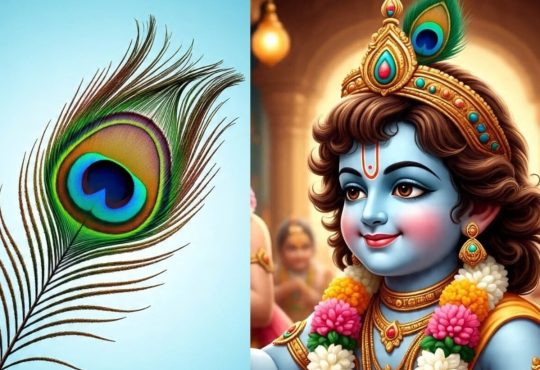 वास्तु टिप्स: घर पर मोर पंख कहां-कहां रखना...