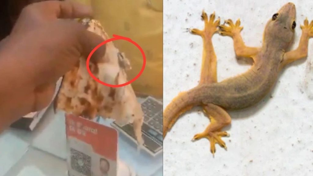 कानपुर में एक ढाबे की तंदूरी रोटी में छिपकली मिलने का वीडियो सोशल मीडिया...