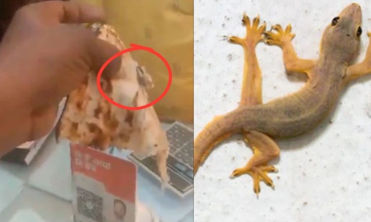 कानपुर में एक ढाबे की तंदूरी रोटी में छिपकली मिलने का वीडियो सोशल मीडिया...