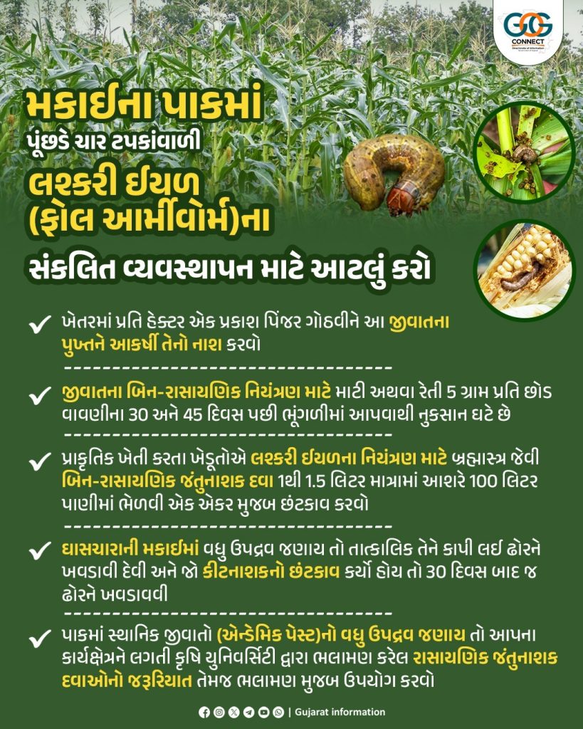 મકાઈના ઉભા પાકમાં પૂંછડે ચાર ટપકાંવાળી લશ્કરી ઇયળના ઉપદ્રવને ઘટાડવા...