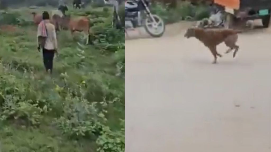 वीडियो फुटेज में मोटरसाइकिल पर सवार दो व्यक्ति आवारा कुत्तों का पीछा करते...