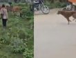 वीडियो फुटेज में मोटरसाइकिल पर सवार दो व्यक्ति आवारा कुत्तों का पीछा करते...