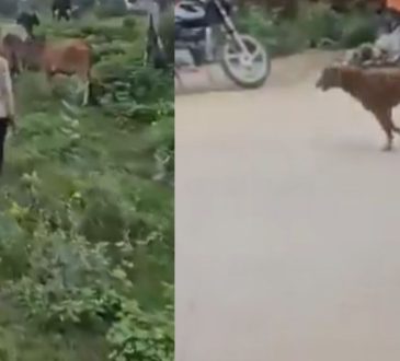 वीडियो फुटेज में मोटरसाइकिल पर सवार दो व्यक्ति आवारा कुत्तों का पीछा करते...