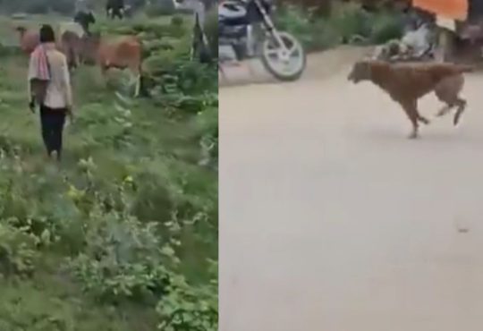वीडियो फुटेज में मोटरसाइकिल पर सवार दो व्यक्ति आवारा कुत्तों का पीछा करते...