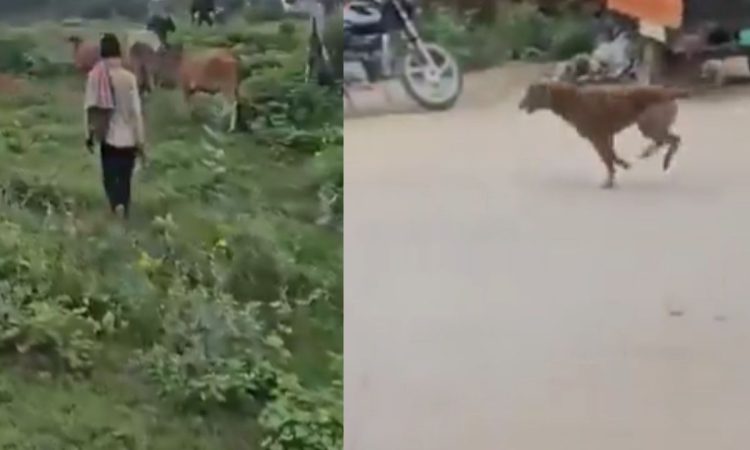 वीडियो फुटेज में मोटरसाइकिल पर सवार दो व्यक्ति आवारा कुत्तों का पीछा करते...