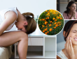 marigold flowers can not only spread fragrance but can help to treat all of your physical problems expert says