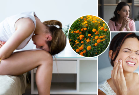 marigold flowers can not only spread fragrance but can help to treat all of your physical problems expert says