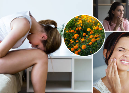 marigold flowers can not only spread fragrance but can help to treat all of your physical problems expert says
