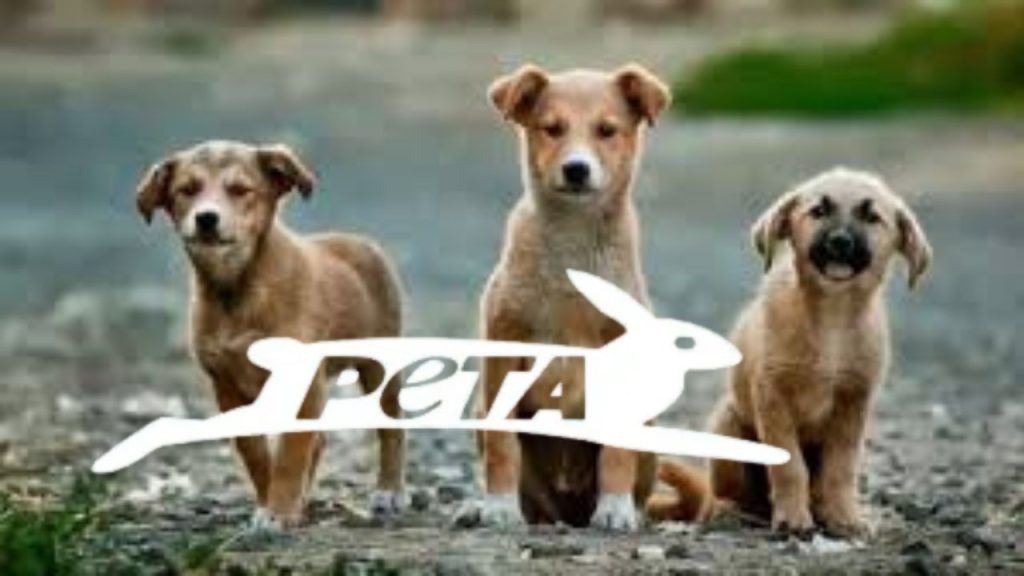 सुप्रीम कोर्ट द्वारा दिल्ली और एनसीआर से सभी आवारा कुत्तों को हटाने के...