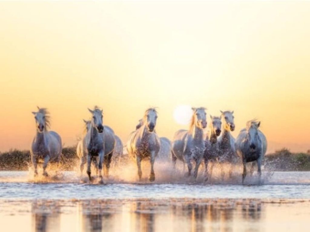 वास्तु के अनुसार भागते हुए घोड़े की तस्वीर घर में लगाना शुभ होता है या...