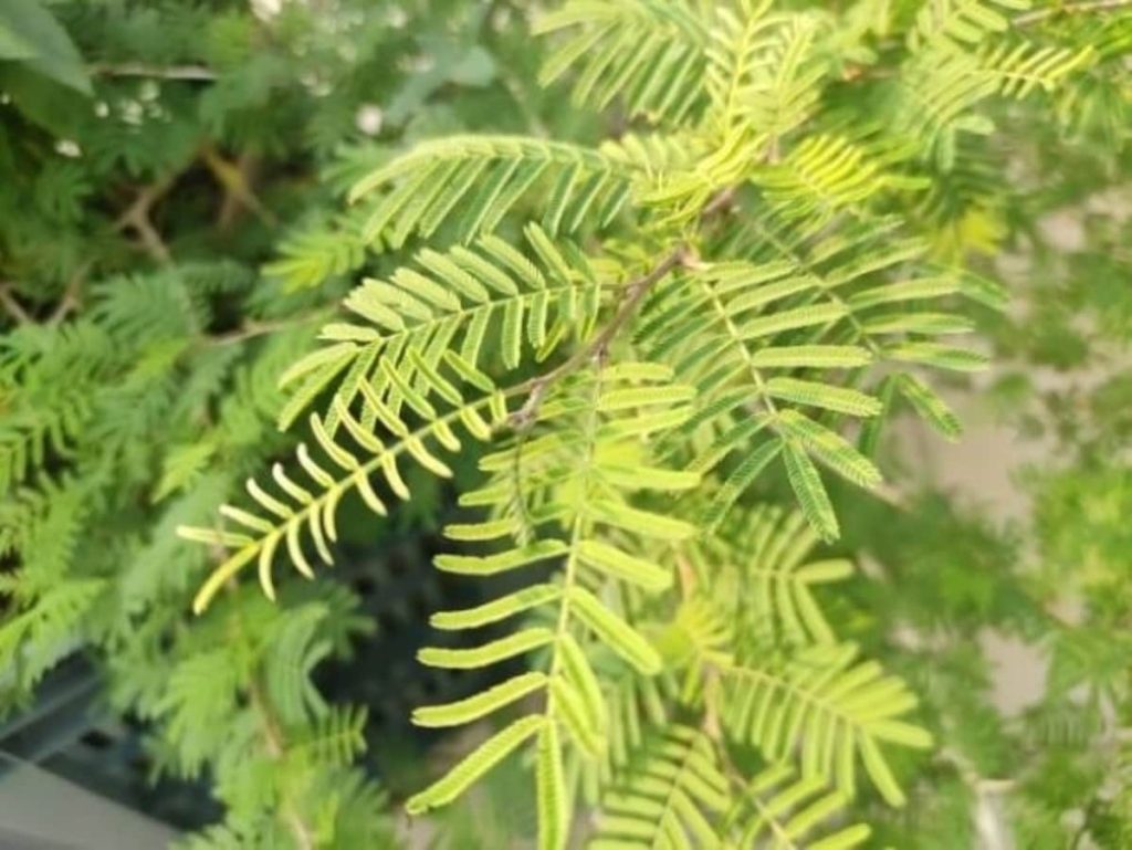 वास्तु के अनुसार घर में शमी का पौधा किस दिन व किस दिशा में लगाना चाहिए? जानें इसके...