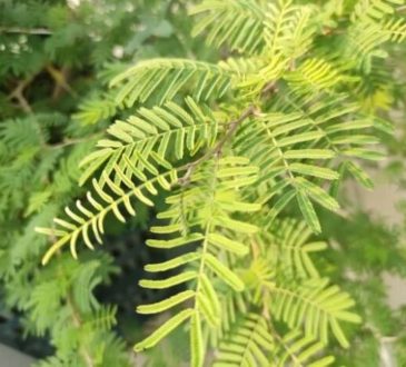 वास्तु के अनुसार घर में शमी का पौधा किस दिन व किस दिशा में लगाना चाहिए? जानें इसके...