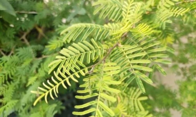 वास्तु के अनुसार घर में शमी का पौधा किस दिन व किस दिशा में लगाना चाहिए? जानें इसके...