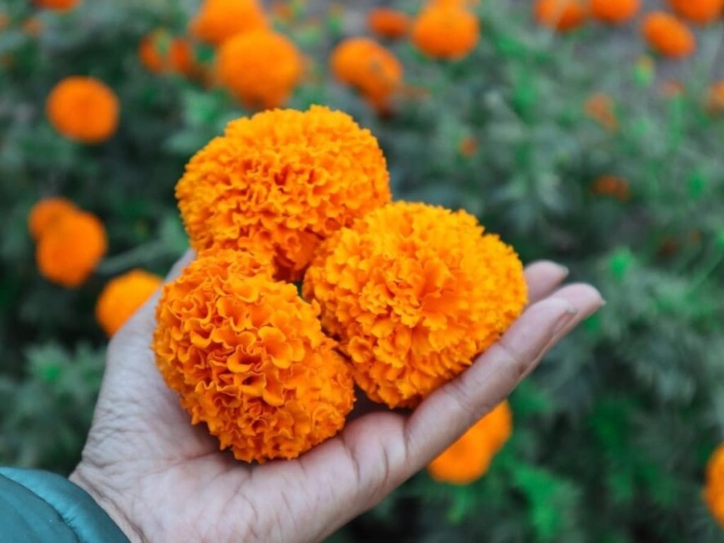 वास्तु शास्त्र: घर में इस जगह पर लगाएं गेंदे का पौधा, तरक्की के साथ बढ़ेगी आर्थिक...