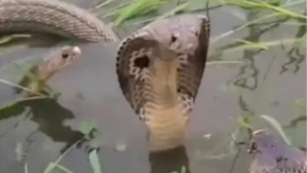 उत्तर प्रदेश के चंदौली जिले में गंगा नदी का जलस्तर बढ़ने से कई गांव बाढ़ की...