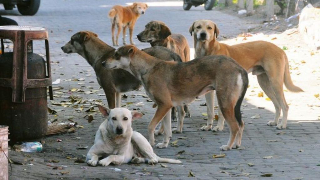 Stray Dogs SC Hearing: सुप्रीम कोर्ट ने गुरुवार को आवारा कुत्तों की समस्या को लेकर...