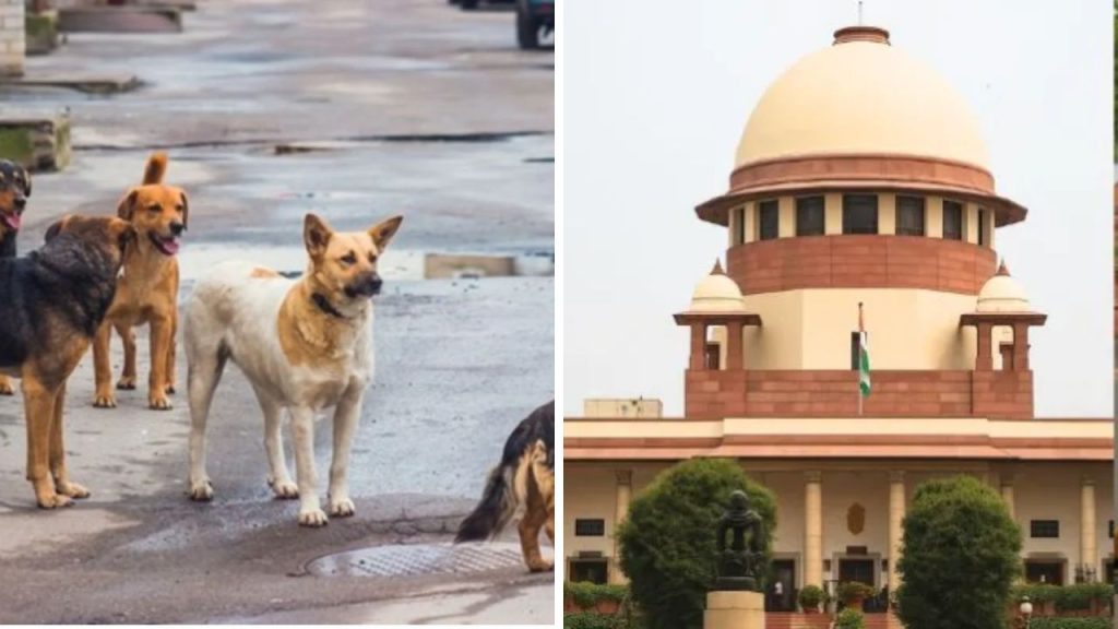 सुप्रीम कोर्ट आज उस याचिका पर फैसला सुनाएगा जिसमें दिल्ली-एनसीआर से आवारा...