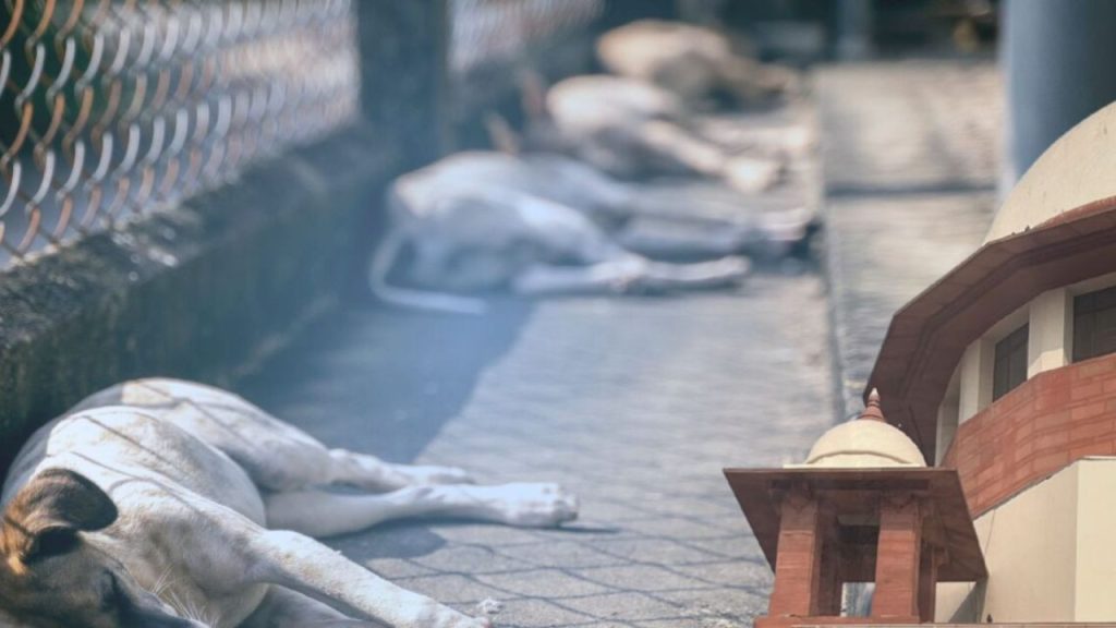 सुप्रीम कोर्ट ने शुक्रवार को आवारा कुत्तों पर अपने संशोधित आदेश में कहा,...