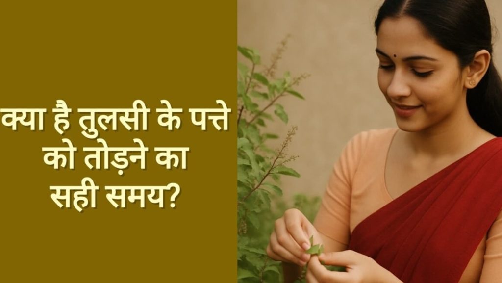 Tulshi Niyam: हिंदू धर्म में तुलसी के पौधे को सबसे पवित्र माना गया है। इसे लेकर कई...