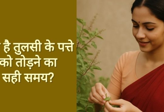 Tulshi Niyam: हिंदू धर्म में तुलसी के पौधे को सबसे पवित्र माना गया है। इसे लेकर कई...