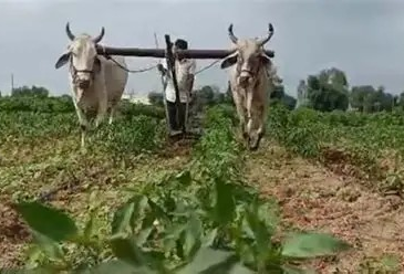 Gujarat Farmers Debt: ડબલ આવક નહીં, ડબલ દેવું મળ્યું ખેડૂતોને: ગુજરાતના આંકડા ઉઘાડી રહ્યા છે હકીકત