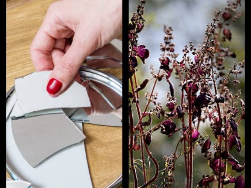 वास्तु के अनुसार अचानक कांच का टूटना व तुलसी सूखना समेत ये घटनाएं क्या देती हैं...