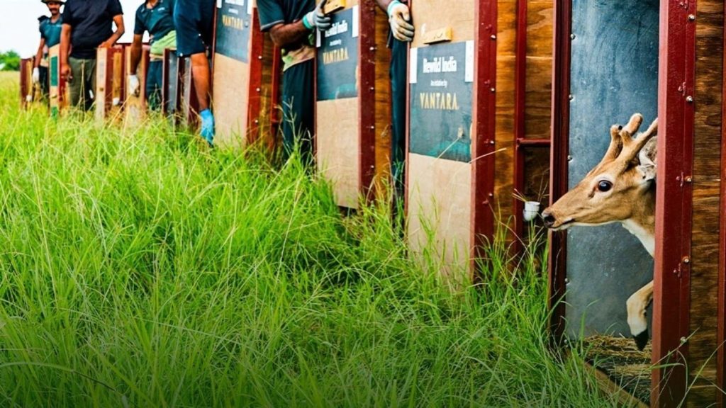 जानवरों के बचाव और पुनर्वास के लिए रिलायंस समूह द्वारा जामनगर में स्थापित...