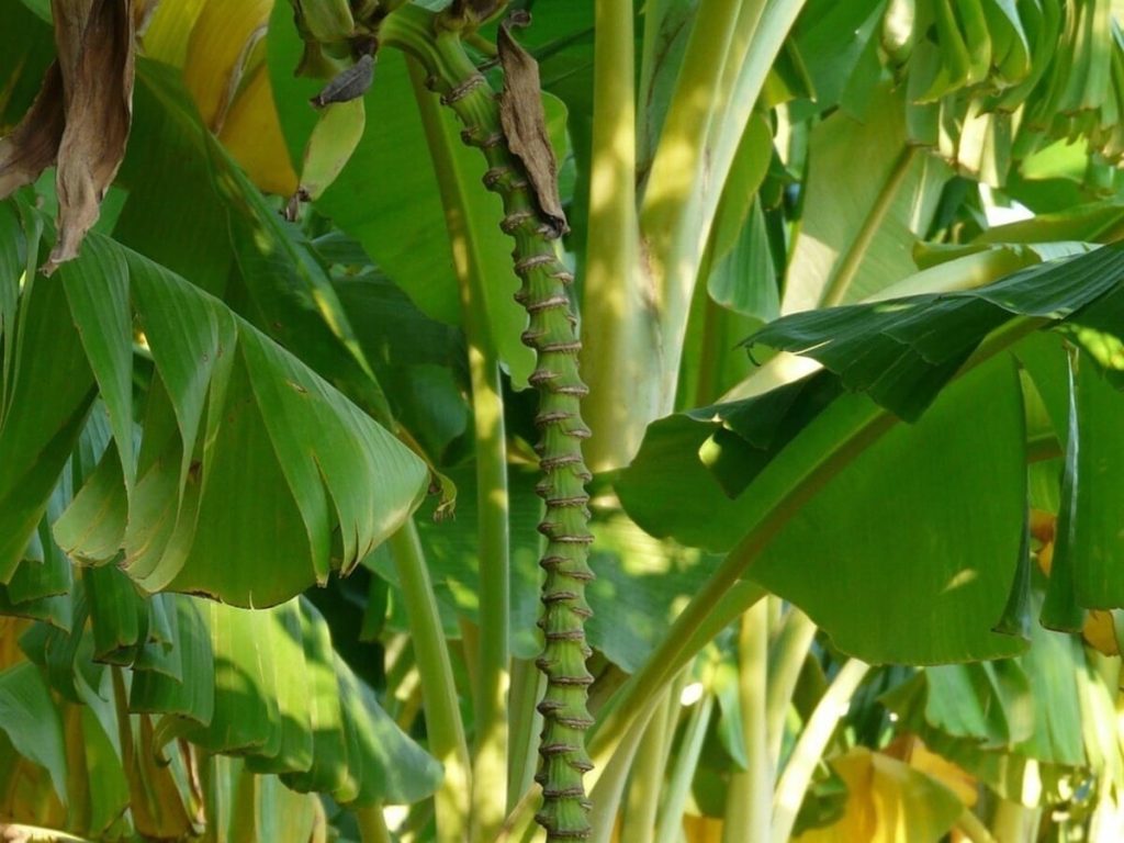 Vastu Tips: वास्तु के अनुसार घर में केले का पौधा लगाने से क्या लाभ होते...